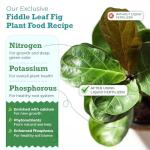 Fiddle Leaf Fig Plant Food - Balanced Liquid Fertilizer