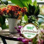 Organic Perlite for Healthy Indoor and Outdoor Plants