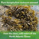 Organic Kelp Meal Fertilizer with Trace Minerals