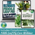 Fiddle Leaf Fig Plant Food - Balanced Liquid Fertilizer