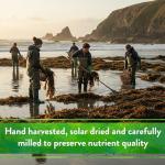 Organic Kelp Meal Fertilizer with Trace Minerals