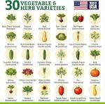 Heirloom Vegetable & Herb Seeds Variety Pack