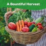 10 Non-GMO Heirloom Vegetable Seeds for Home Garden