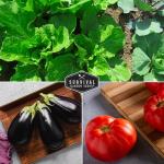 15 Heirloom Vegetable Garden Seed Collection
