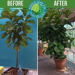 Fiddle Leaf Fig Plant Food - Balanced Liquid Fertilizer