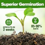15 Culinary Herb Seeds - Heirloom Non-GMO Seeds