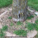 Pet Safe Natural Weed Killer – 1 Gallon