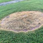 Pet Safe Natural Weed Killer – 1 Gallon