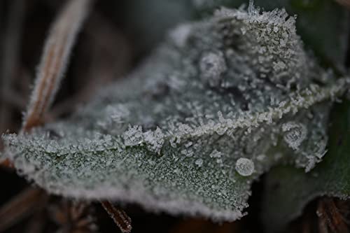 Nikon NIKKOR Z MC 105mm f/2.8 VR S