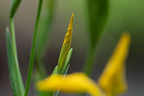 Nikon NIKKOR Z 100-400mm VR S | Versatile telephoto zoom lens