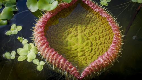 Green Planet in Brilliant 4K UHD Quality