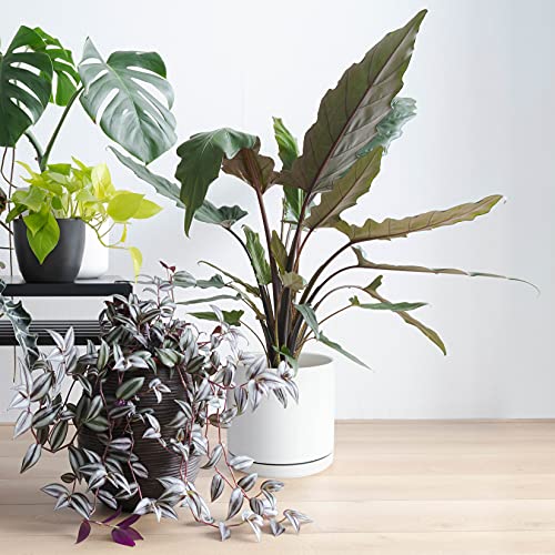 10" Ceramic Planter Pot & Saucer, Indoor/Outdoor, White