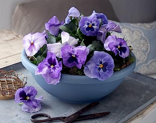 20 Inch Garden Bowl Planter for Flowers, Herbs