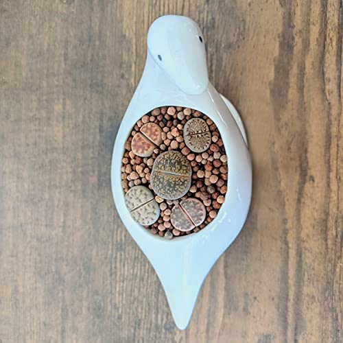 GeLive White Dinosaur Ceramic Succulent Planter, 5 Inch