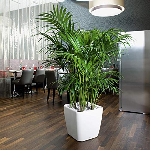 Lechuza Quadro LS 43 Self-Watering White Floor Planter