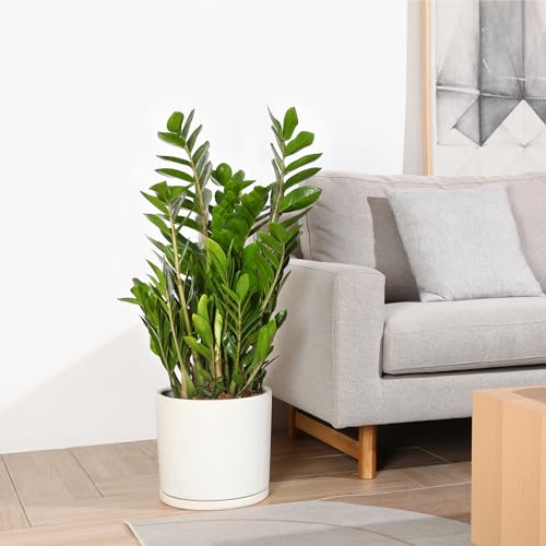 Kazeila 12" Ceramic Planter Pot - Saucer, Drainage - White