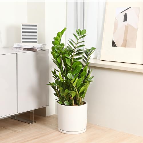 Kazeila 12" Ceramic Planter Pot - Saucer, Drainage - White