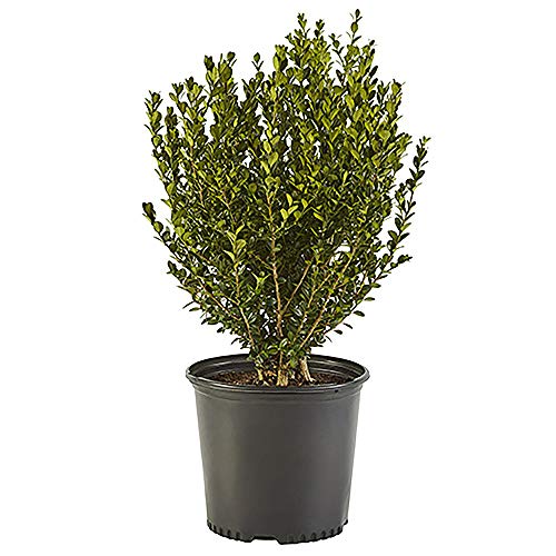 Green Foliage Shrub Wintergreen Boxwood, 2.5 Qt, 1 Gallon