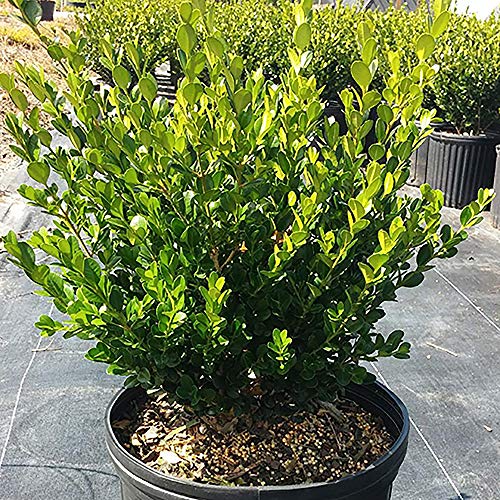 Green Foliage Shrub Wintergreen Boxwood, 2.5 Qt, 1 Gallon