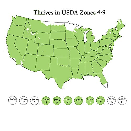 Green Foliage Shrub Wintergreen Boxwood, 2.5 Qt, 1 Gallon