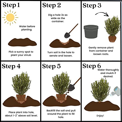 Green Foliage Shrub Wintergreen Boxwood, 2.5 Qt, 1 Gallon