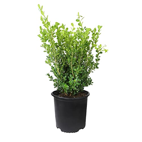 Live Boxwood Shrubs in Planters for Outdoor Decor