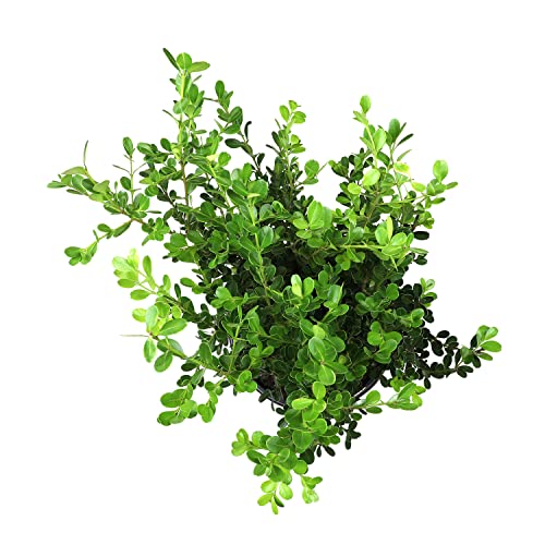 Live Boxwood Shrubs in Planters for Outdoor Decor