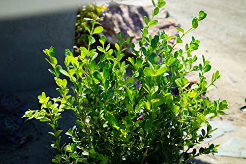 Live Boxwood Shrubs in Planters for Outdoor Decor