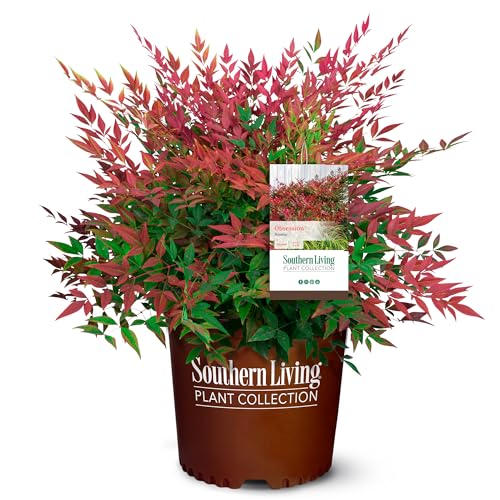 2 Gallon Obsession Nandina Outdoor Furniture and Decor