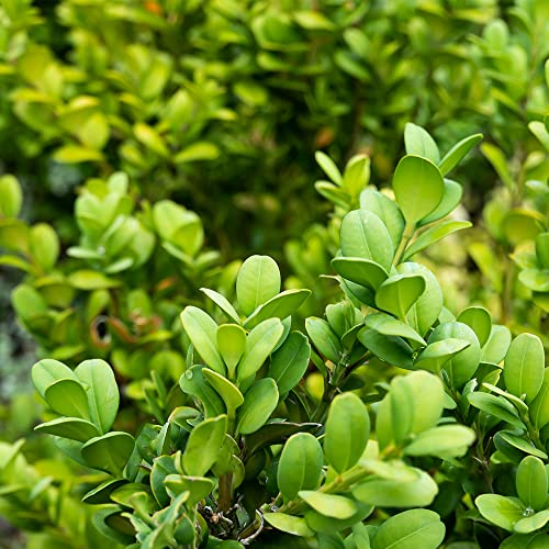 Live Boxwood Shrubs in Planters for Outdoor Decor