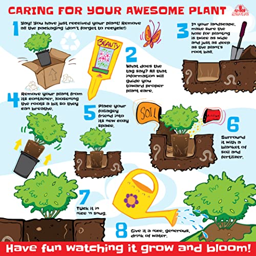 Live Boxwood Shrubs in Planters for Outdoor Decor