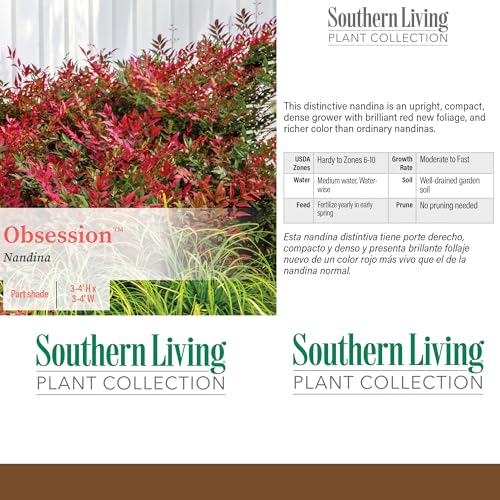 2 Gallon Obsession Nandina Outdoor Furniture and Decor