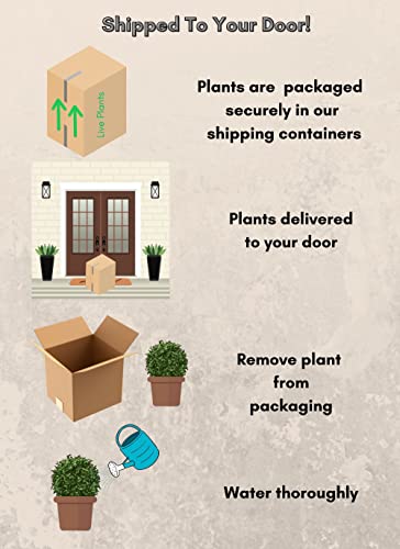 2 Gallon Obsession Nandina Outdoor Furniture and Decor