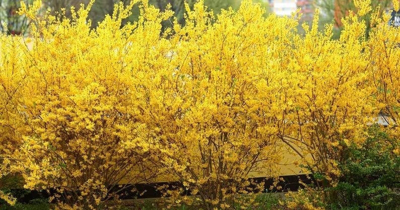 Gorgeous Gold Bush Forsythia - Fast Growing Shrub