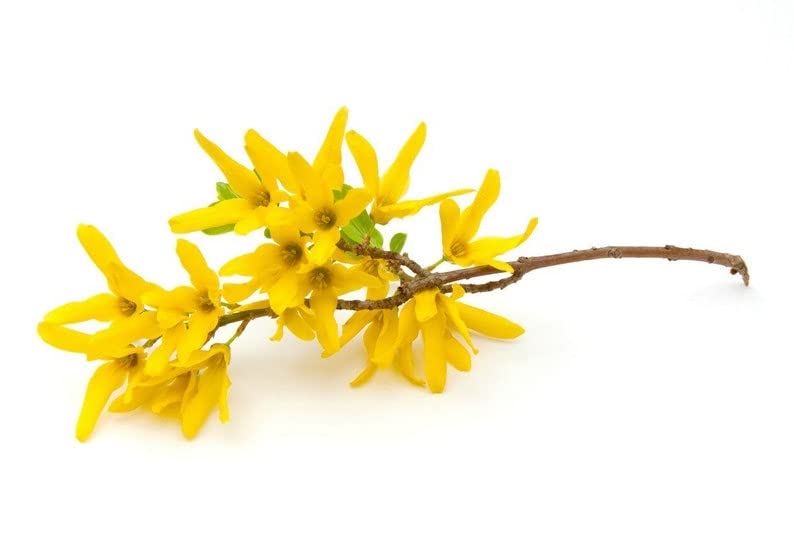 Gorgeous Gold Bush Forsythia - Fast Growing Shrub