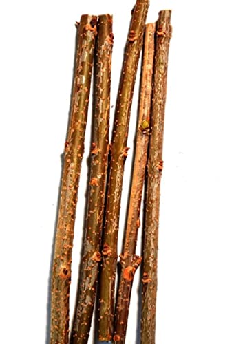 Gorgeous Gold Bush Forsythia - Fast Growing Shrub