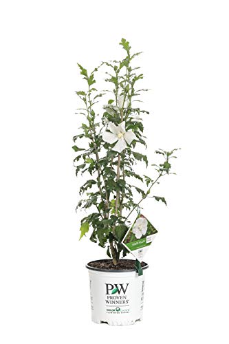 White Pillar Live Shrub - 1 Gallon by Proven Winners
