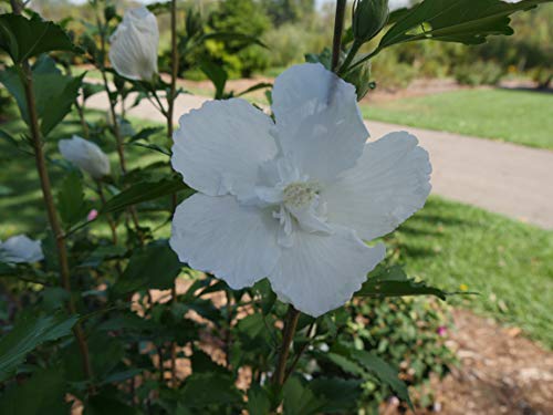 White Pillar Live Shrub - 1 Gallon by Proven Winners