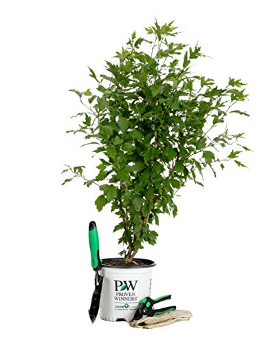 White Pillar Live Shrub - 1 Gallon by Proven Winners