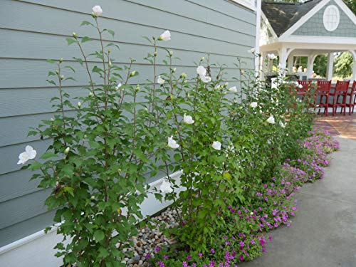 White Pillar Live Shrub - 1 Gallon by Proven Winners