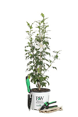 White Pillar Live Shrub - 1 Gallon by Proven Winners
