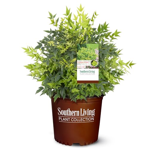 Southern Living Nandina Lemon Lime Shrub - 2 Gallon