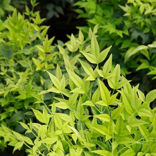 Southern Living Nandina Lemon Lime Shrub - 2 Gallon