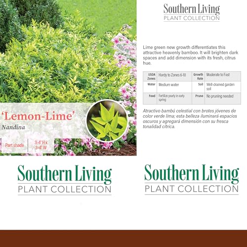 Southern Living Nandina Lemon Lime Shrub - 2 Gallon