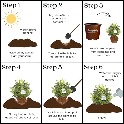 Southern Living Nandina Lemon Lime Shrub - 2 Gallon