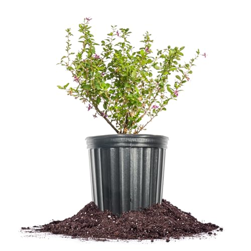 1 Gallon Goji Berry Bush for Outdoor Gardens