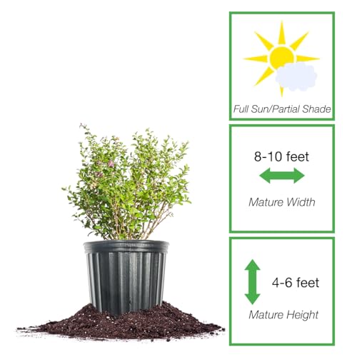 1 Gallon Goji Berry Bush for Outdoor Gardens