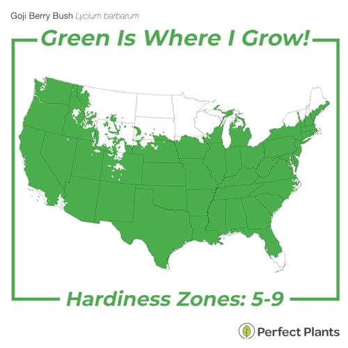 1 Gallon Goji Berry Bush for Outdoor Gardens
