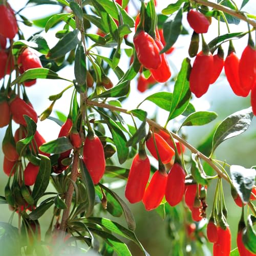 1 Gallon Goji Berry Bush for Outdoor Gardens