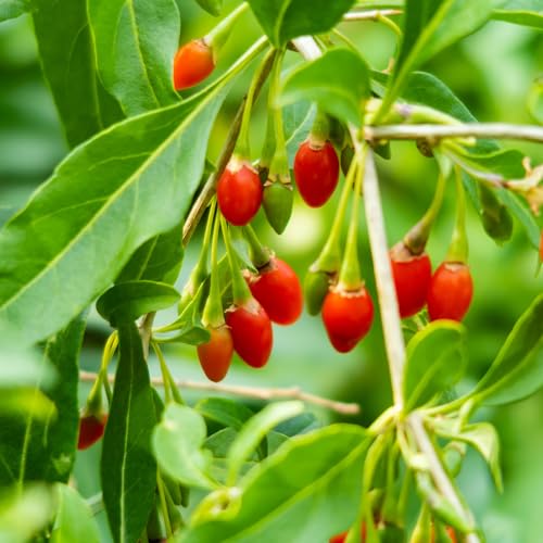 1 Gallon Goji Berry Bush for Outdoor Gardens